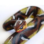 Alebrije: Rattlesnake.